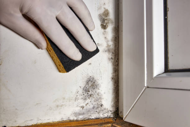 Best Post-Construction Mold Inspection  in Chelsea, OK